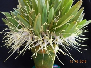 pumila3